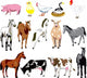 Farm Animals
