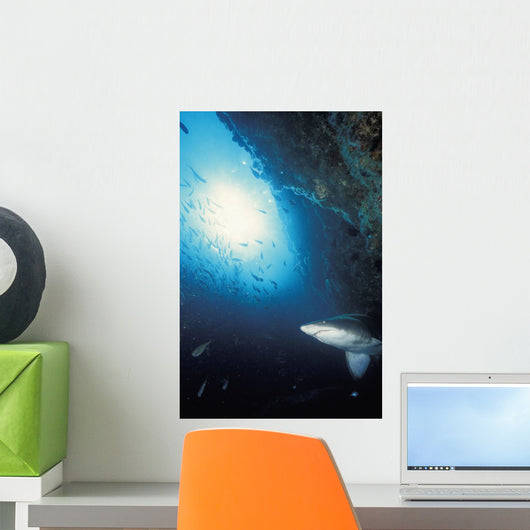 Grey nurse shark turning away from reef wall Wall Mural
