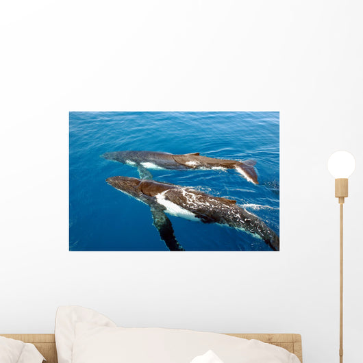 Two Humpback Whales Wall Mural