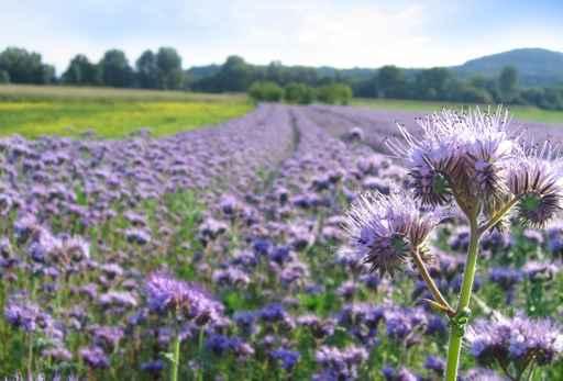 Phacelia Field Wall Decal