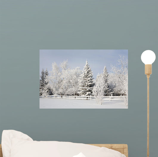 Trees Covered With Snow And Frost Wall Mural