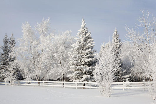 Trees Covered With Snow And Frost Wall Mural