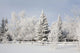 Trees Covered With Snow And Frost Wall Mural