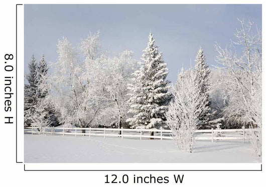 Trees Covered With Snow And Frost Wall Mural