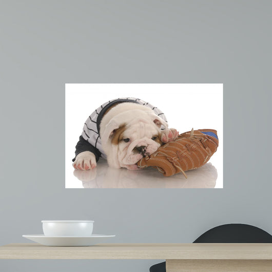 Bulldog Puppy Wearing Jersey
