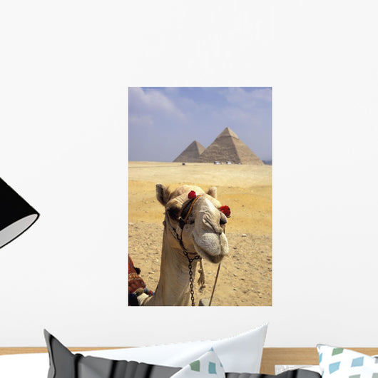 Close-Up On A Camel Looking At The Camera With Pyramids Wall Mural
