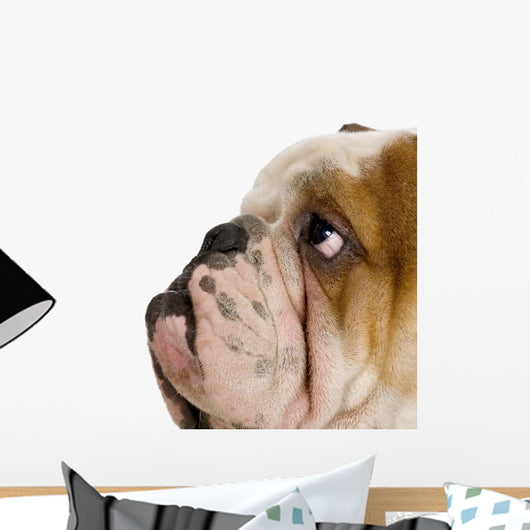 English Bulldog Wall Decal