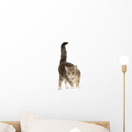 European Cat