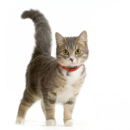 European Cat Wall Decal
