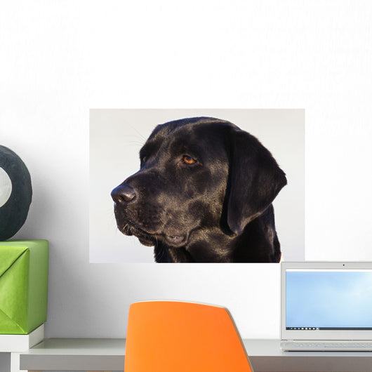 Close-Up Of Black Labrador Retriever Wall Mural