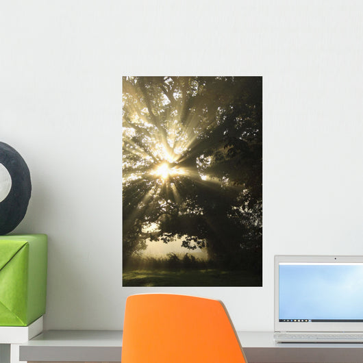 Sunlight Through Tree Wall Mural