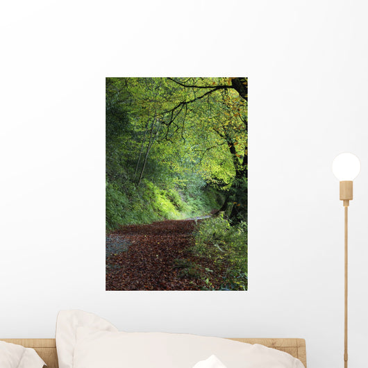 Path Through The Woods Wall Mural