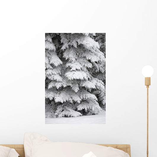 Snow Covered Evergreen Trees Wall Mural
