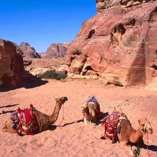 Camels Wadi Rum Wall Decal