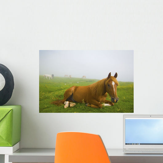 A Horse Sitting On The Grass In A Pasture Wall Mural