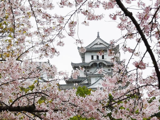 Himeji Castle during Sakura Wall Mural