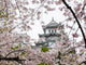 Himeji Castle during Sakura Wall Mural