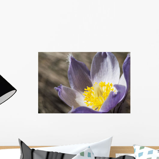 An Opened Prairie Crocus Wall Mural