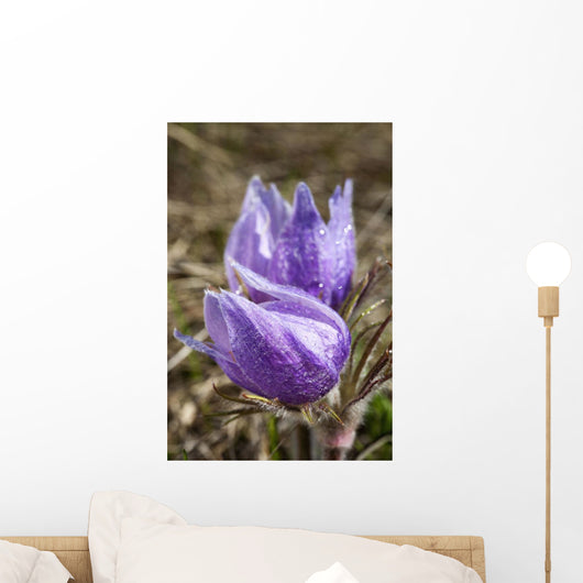 Two Prairie Crocuses With Water Droplets Wall Mural