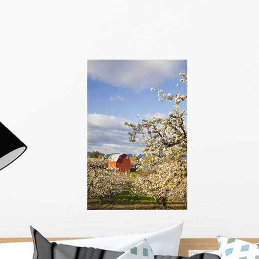 Apple Blossom Trees And A Red Barn Wall Mural
