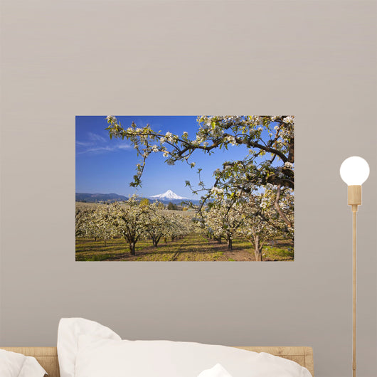 Apple Blossom Trees Wall Mural