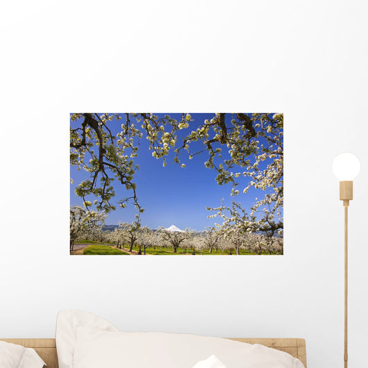 Apple Blossom Trees Wall Mural