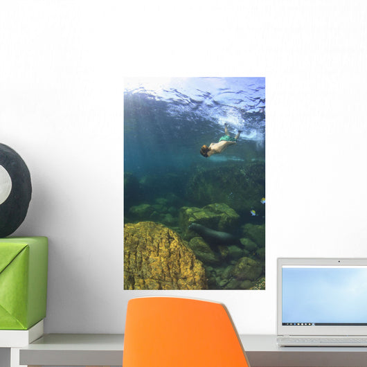 Sea Lion Underwater Wall Mural