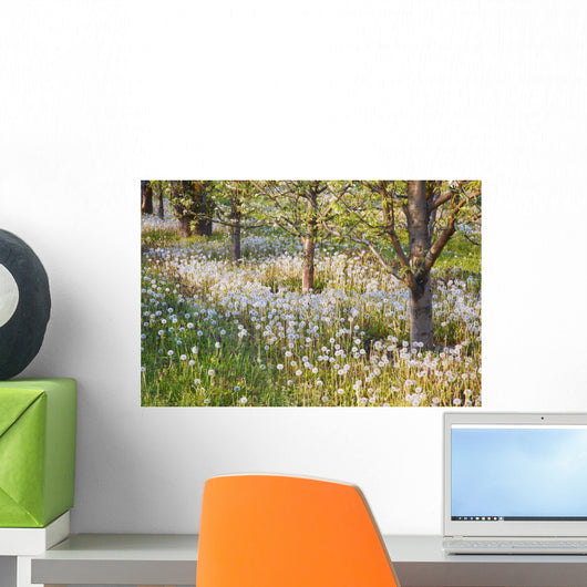 Blossoms Growing In A Fruit Orchard In Hood River Valley Wall Mural