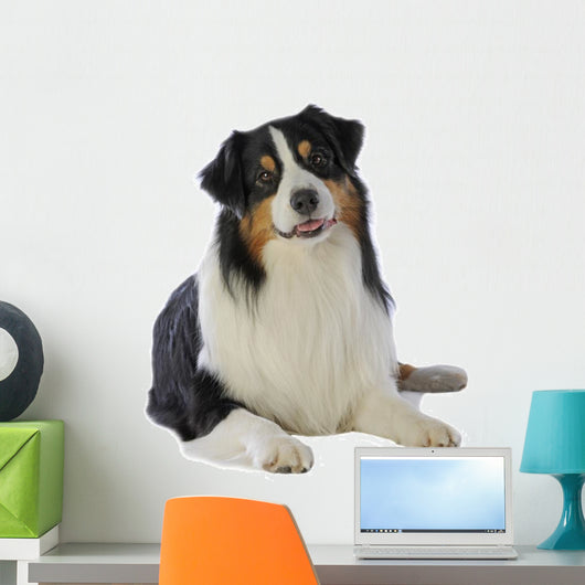 adult Australian Shepherd face in the studio on white background Wall Decal