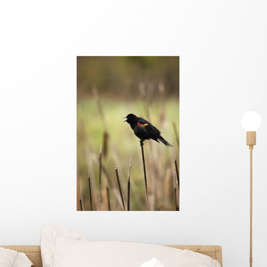 A Red-Winged Blackbird Sitting On The Top Of A Reed Wall Mural
