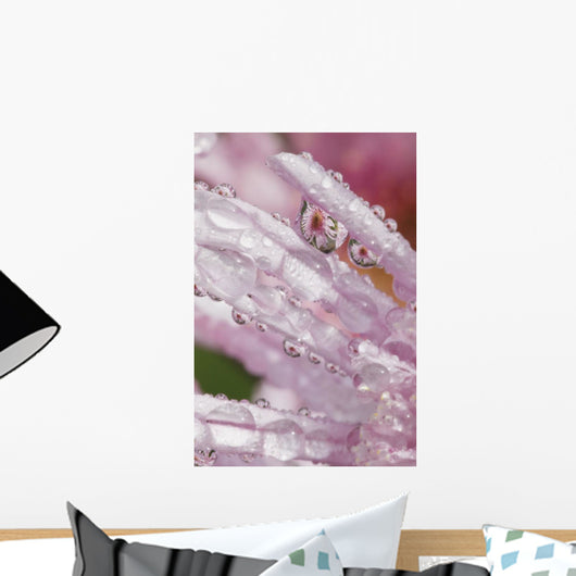 Flower Petals With Raindrops Wall Mural