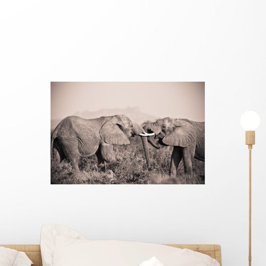 Two Elephants With Their Trunks Touching Wall Mural