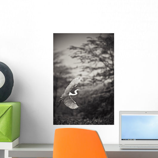 A Bird With A Large Wing Span Takes Flight Wall Mural
