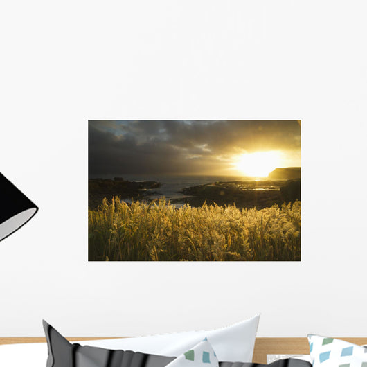 Sunlight Glowing At Sunset And Illuminating The Tall Grass Wall Mural