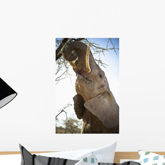 An Elephant Eats The Leaves High Up In A Tree Wall Mural