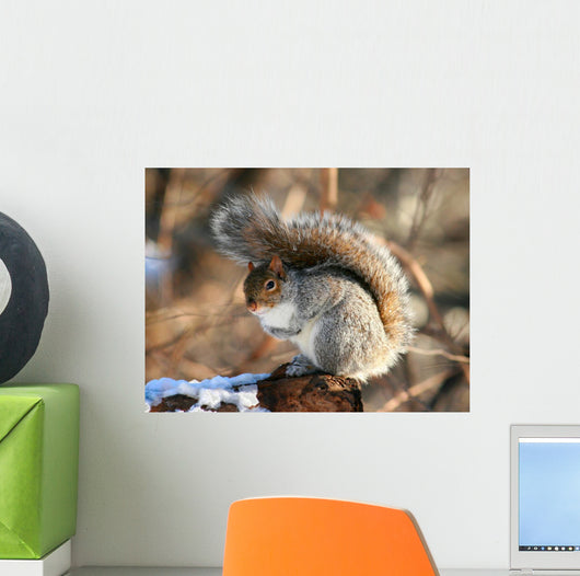 American Grey Squirrel Wall Mural