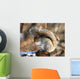 American Grey Squirrel Wall Mural
