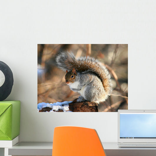 American Grey Squirrel Wall Mural