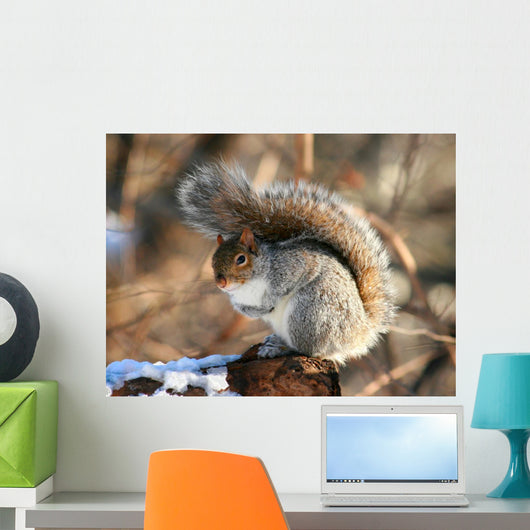 American Grey Squirrel Wall Mural