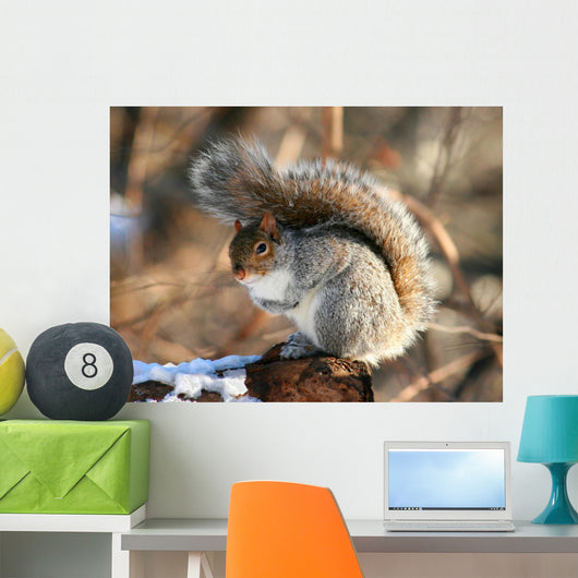 American Grey Squirrel Wall Mural