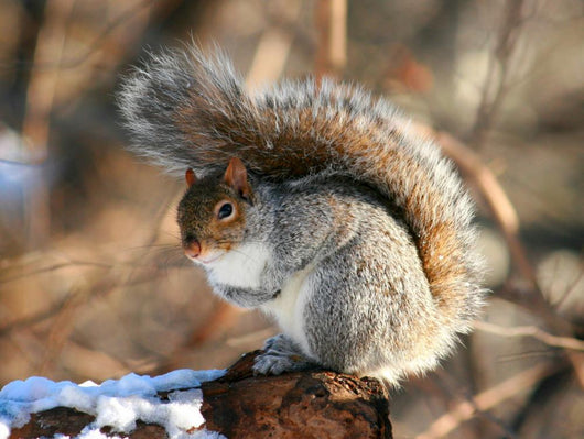 American Grey Squirrel Wall Mural