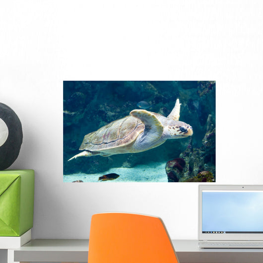 Up Turtle Swimming Underwater