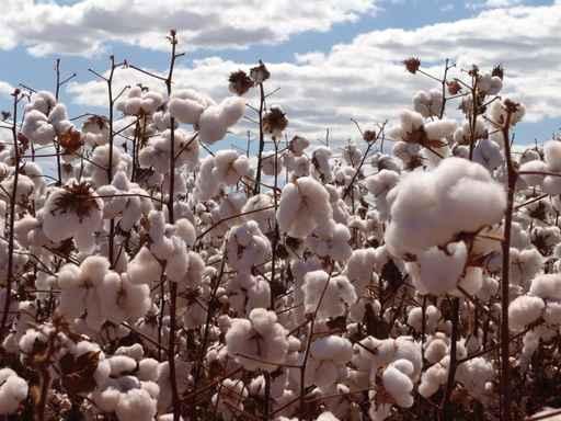 Cotton Plantation Wall Decal