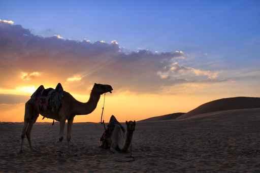 Camels Desert Wall Decal