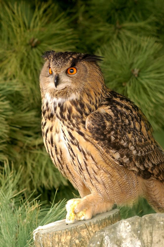 Eagle Owl With Prey Wall Mural
