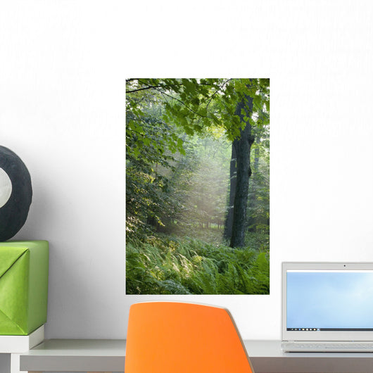 Trees In The Woods In The Early Morning Fog Wall Mural