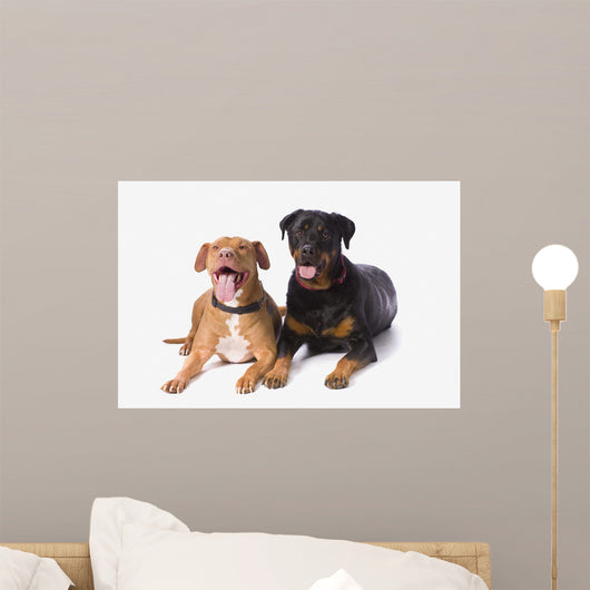 A Pitbull And A Rotweiller On A White Studio Background Wall Mural