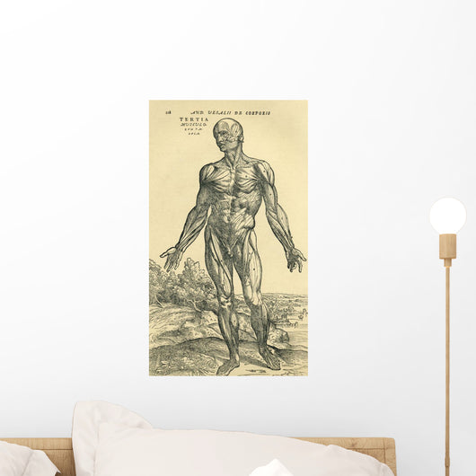 Front Of Male Human BodyAnatomical Study Originally Published Wall Mural