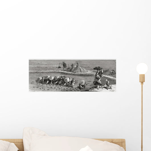 Cultivation Of Rice In Japan Wall Mural