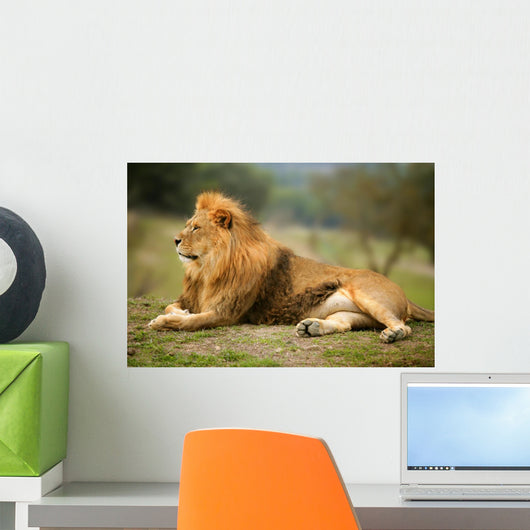Beautiful Lion Wild Male Animal Portrait Wall Mural